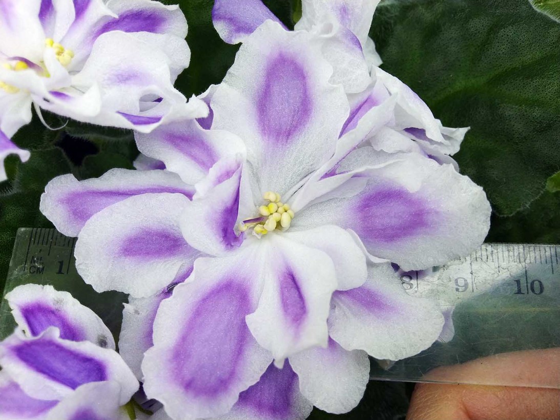 2020 New Introduction Gallery African Violet Society of America