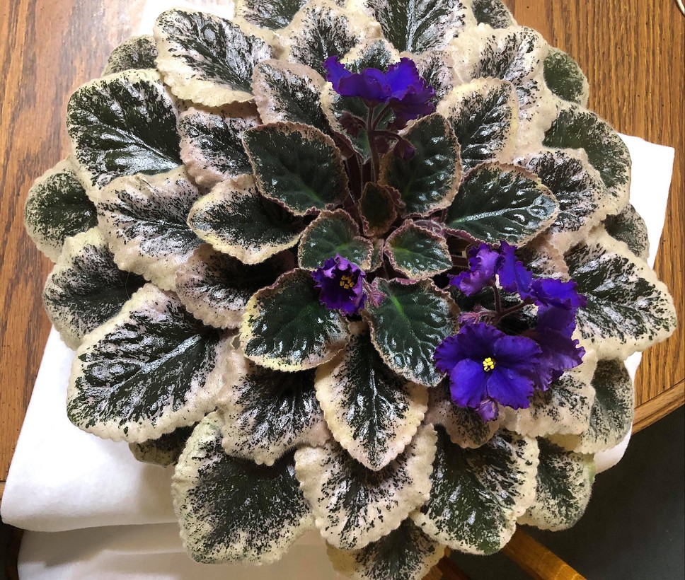 2020 New Introduction Gallery – African Violet Society of America