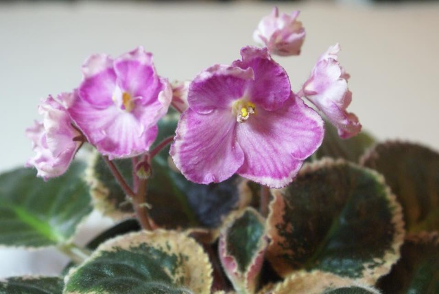 2020 New Introduction Gallery – African Violet Society of America