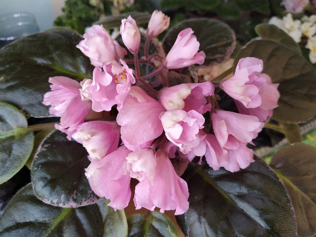 2020 New Introduction Gallery – African Violet Society of America