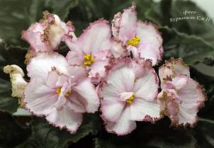 2020 New Introduction Gallery – African Violet Society of America