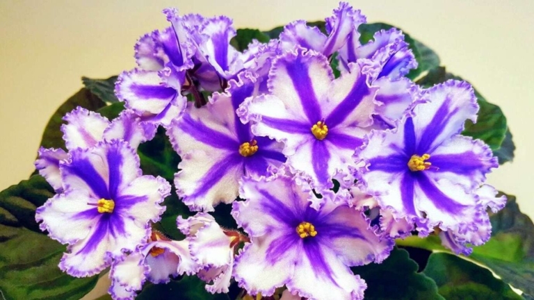 F0042797e31145f58c7c2fdfc32b2c07 – African Violet Society Of America