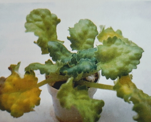 African violet infested with soil mealybugs
