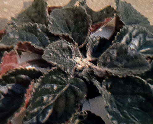 Center damage on African violet from Cyclamen Mite