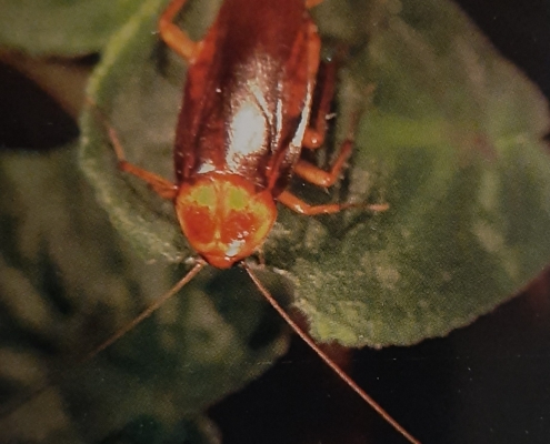American cockroach on violet leaf
