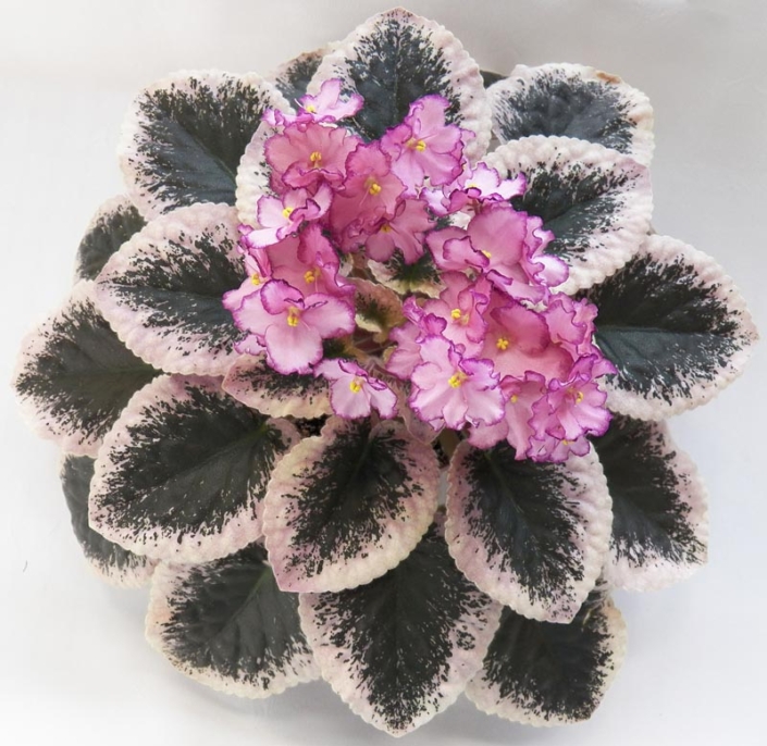 Cajun's Amaretto 03/15/2015 (B. Thibodeaux) Single-semidouble pink wavy pansy/darker top petals, raspberry sparkle edge. Variegated dark green, cream and pink, heart-shaped, serrated/red back. Standard