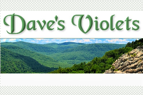 Dave's Violets logo