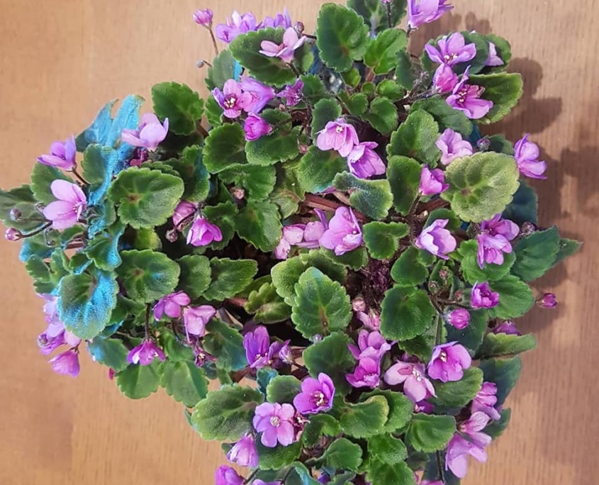 Introduction To Trailers African Violet Society Of America