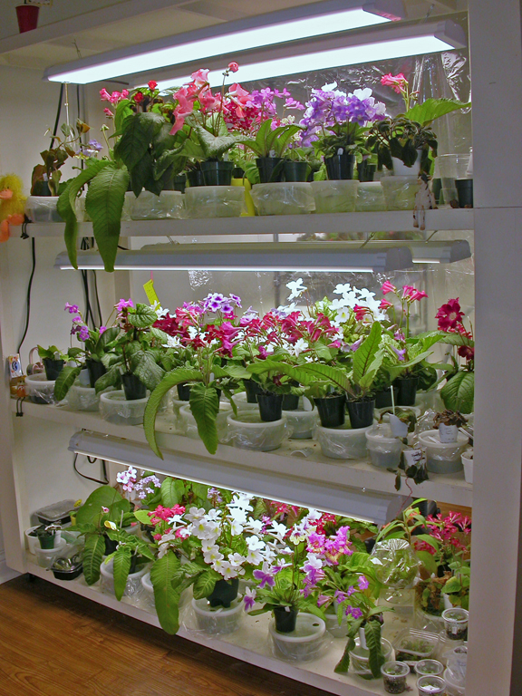 Lighting Options African Violet Society of America