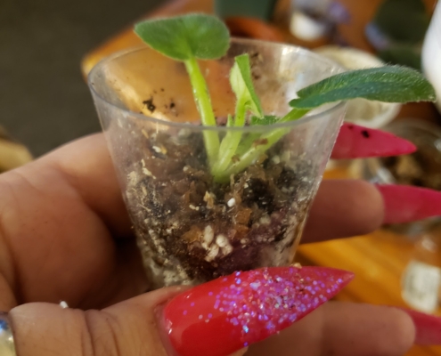 Sucker planted in small pot