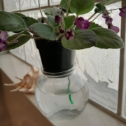 African violet with wick dangling into glass jar of water