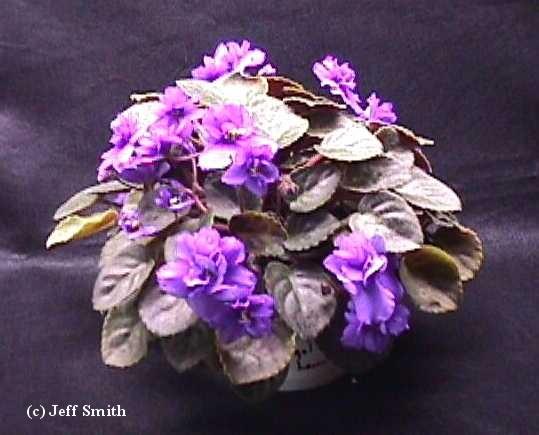 Yesterday's Garland 11/24/2000 (Jeff Smith) Semidouble lavender-blue ruffled pansy/variable thin raspberry edge. Dark green, pointed, hairy/red back. Semiminiature trailer