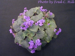 Yesterday's Valentine 11/24/2000 (Jeff Smith) Double medium blue pansy. Dark green, heart-shaped, hairy/red back. Standard trailer