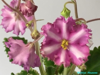 Zaca&#039;s Georgette 01/31/1986 (A. Stephens) Single chimera fuchsia-pink frilled star/white stripe. Variegated light green and white, hairy, ruffled. Large