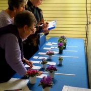 Three African violet judges evaluating miniature plants