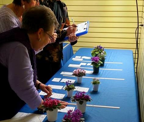 Three African violet judges evaluating miniature plants