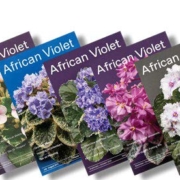 6 African Violet Magazine Covers stacked and tilted