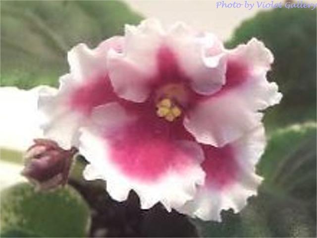 Aca's Canadian Wonder 07/20/1995 (J. Brownlie) Semidouble pink two-tone sticktite pansy/white ruffled edge. Variegated green and white, plain, quilted. Small standard (CA)