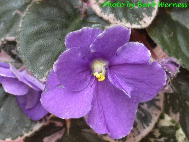 Aca's Daphne 07/20/1995 (J. Brownlie) Semidouble blue sticktite pansy/green frilled edge. Variegated green and white, plain, pointed, quilted. Semiminiature (CA)