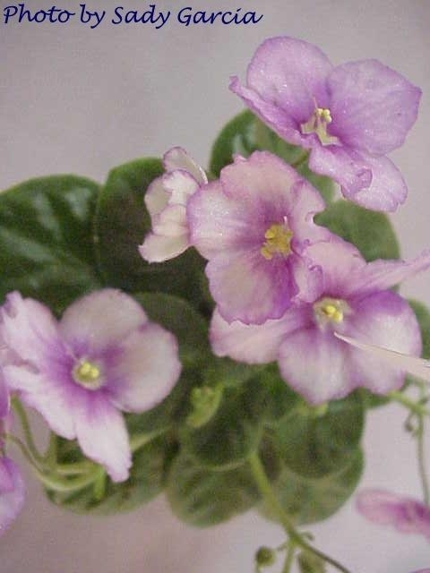 Aca's Eloise 04/20/2002 (J. Brownlie) Single-semidouble red and white pansy. Light green, plain, quilted. Semiminiature (CA)