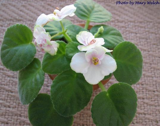 Aca's Marie (J. Brownlie) Semidouble pink pansy/green-white edge. Variegated medium green and white. Small standard (CA)
