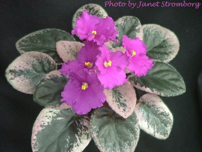 Aca's Merry Mary 01/11/1985 (J. Brownlie) Semidouble red. Variegated green, white, and pink, plain. Semiminiature (CA)