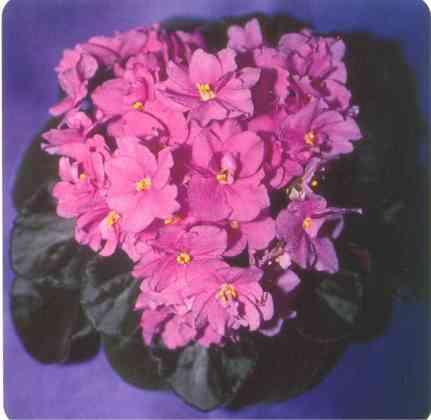 Aca's Pink Pansy 01/11/1985 (J. Brownlie) Semidouble pink. Medium green, plain, quilted. Large (CA)