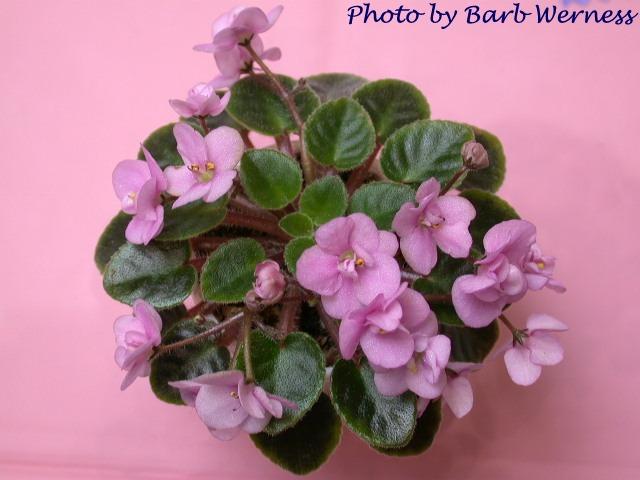 Aca's Pink Pet 07/05/1996 (J. Brownlie) Semidouble pink two-tone pansy. Medium green, pointed, glossy, hairy. Miniature (CA)