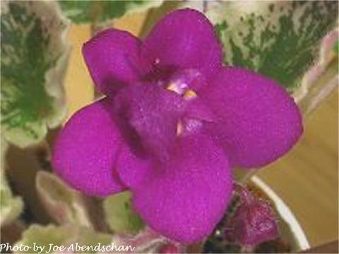 Aca's Sizzle 06/13/2000 (J. Brownlie) Semidouble plum red pansy. Variegated medium green, pink and white, quilted/red back. Semiminiature (CA)