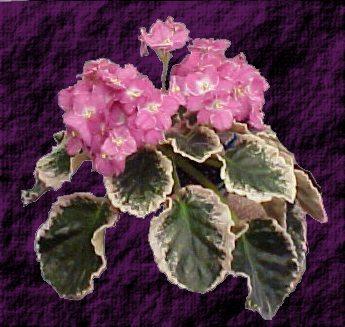Aca's Summer Parfait 04/08/1999 (J. Brownlie) Single-semidouble pink and white frilled pansy. Variegated green, white and pink, plain, quilted, scalloped. Standard (CA)