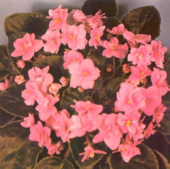 Adeline Krogman 07/12/1980 (F. Tinari) Semidouble pink wavy. Pointed, quilted. Standard
