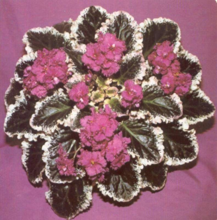 Ann 06/01/1987 (B. Bryant) Double rose-pink frilled/two-tone center, edge. Variegated dark green, white, some pink, longifolia, quilted, cupped, glossy, ruffled. Large (TX Hyb)