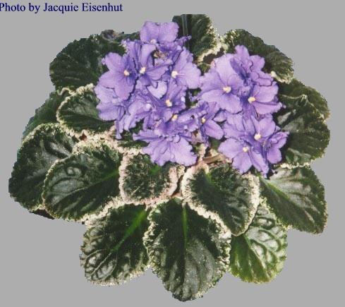 Apache Blanket 01/24/1986 (J. Munk) Double blue frilled. Variegated green, white and pink, ruffled. Standard (DAVS 1229, TX Hyb)