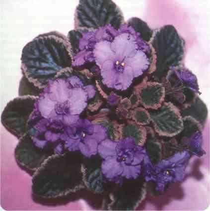 Apache Maiden 01/24/1986 (J. Munk) Single medium lavender/darker lavender eye, top petals. Variegated green, white and pink. Standard (DAVS 1249, TX Hyb)