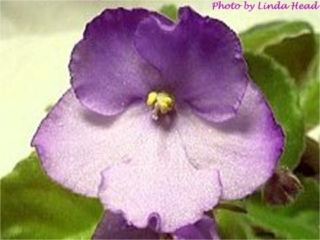 B-Man's Agrigento (B. Curcuruto) Single lavender pansy/darker top petals. Medium green, spooned, pointed, quilted, serrated. Standard (CA)