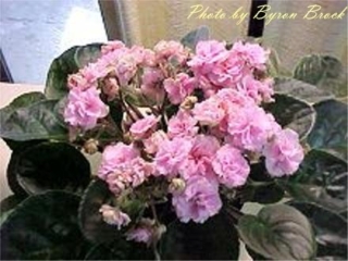 B-Man's Alessio 07/21/1997 (B. Curcuruto) Double medium pink ruffled pansy/green-edged top petals. Medium green, spooned, glossy, serrated. Large (CA)