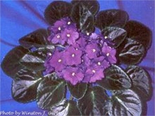 B-Man's Auola 07/29/1999 (B. Curcuruto) Single medium blue star. Medium green, plain, spooned. Standard (CA)