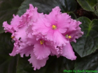 B-Man's Caltanisetta 07/21/1997 (B. Curcuruto) Single medium pink frilled pansy. Dark green, pointed, quilted, serrated. Large (CA)