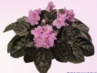 B-Man's Catania 07/21/1997 (B. Curcuruto) Single light pink star. Light green, pointed, quilted, serrated. Large (CA)