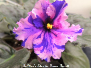B-Man's Etna (B. Curcuruto) Single medium pink ruffled pansy/purple fantasy. Medium green, spooned, quilted, ruffled. Standard (CA)