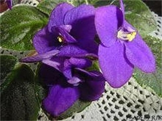 B-Man's Gracie 07/29/1999 (B. Curcuruto) Single-semidouble dark purple pansy. Variegated dark green, white and light pink, pointed, serrated. Large (CA)