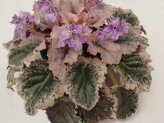 B-Man's Irish Red 07/21/1997 (B. Curcuruto) Semidouble lavender ruffled pansy/darker top petals. Mosaic variegated dark green and pink, heart-shaped, quilted, ruffled/red back. Large (CA)