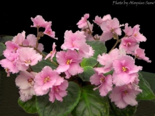 B-Man's Melila 07/29/1999 (B. Curcuruto) Single medium pink ruffled pansy. Variegated medium green and white, pointed, serrated. Large (CA)