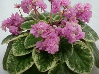 B-Man's Palma 07/29/1999 (B. Curcuruto) Double medium pink frilled pansy. Variegated medium green and white, plain, quilted, serrated. Large (CA)