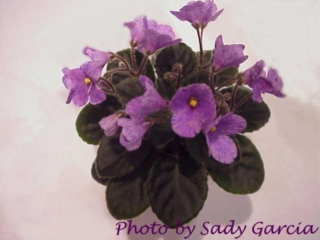Baby Bell (H. Pittman) Single lavender/purple fantasy. Dark green. Miniature (DAVS 1572)