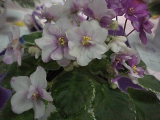 Baby Brad 03/08/1996 (H. Pittman) Semidouble white/fuchsia marking. Variegated green and white, plain. Semiminiature (DAVS 1458, TX Hyb)