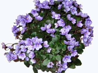 Baby Brian 10/11/1981 (P. Tracey) Single pale blue star. Plain. Semiminiature trailer (CA)