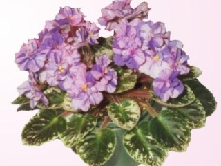 Baby Colors (R. Armstrong) Single-semidouble pink pansy/blue fantasy. Variegated medium green and white. Semiminiature
