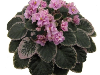 Baby Darryl 05/06/2005 (D. Hoover) Semidouble-double medium pink pansy/thin green band, white edge. Variegated medium green, pink and white, plain/red back. Semiminiature (Western)