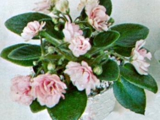Baby Pink 10/31/1970 (L. Lyon) Double blush to rose-pink star. Ovate. Miniature